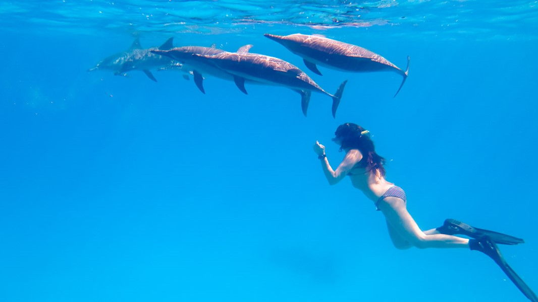 Dolphins In The Red Sea Are Your Best Friends!